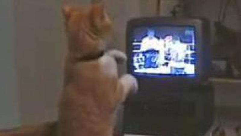 VIDEO! Vezi pisica pasionata de box!