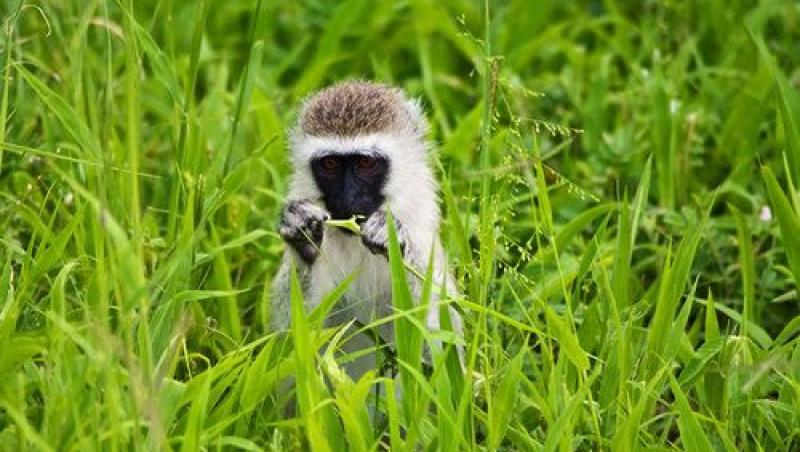 FOTO! Cele mai dragute maimute din lume!