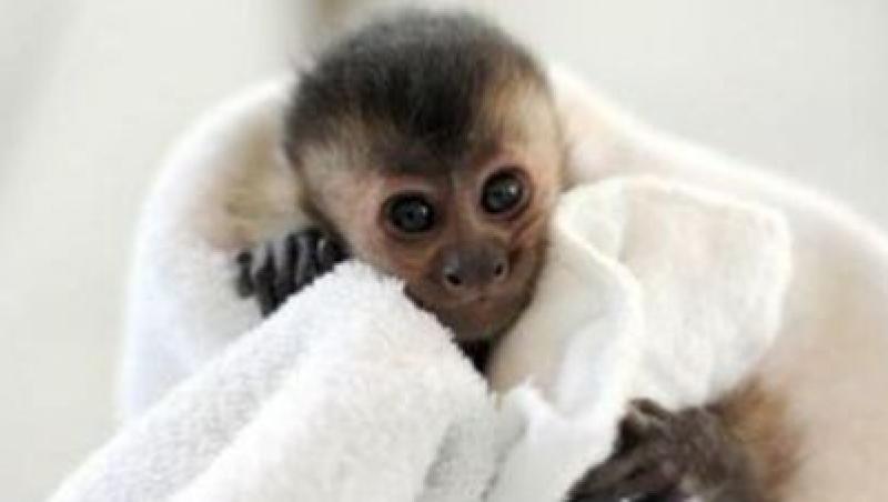 FOTO! Cele mai dragute maimute din lume!