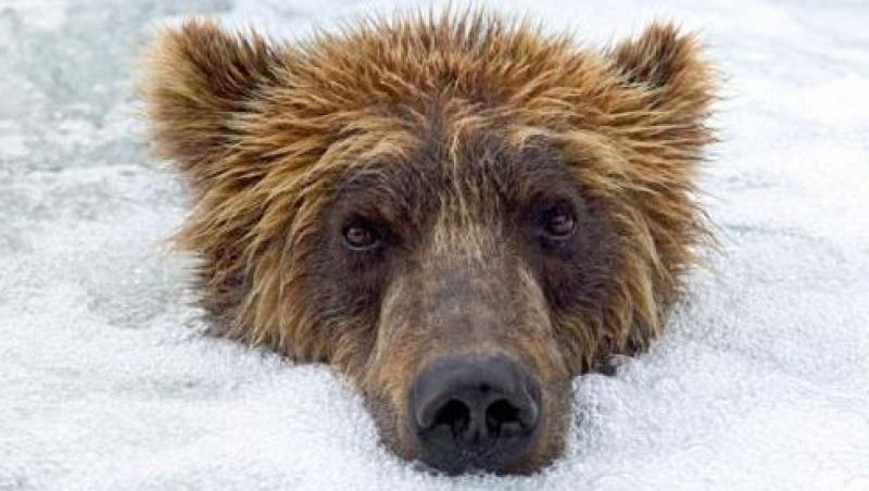 Rusia: Ursul care face o baie de zapada