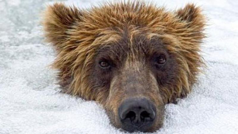 Rusia: Ursul care face o baie de zapada
