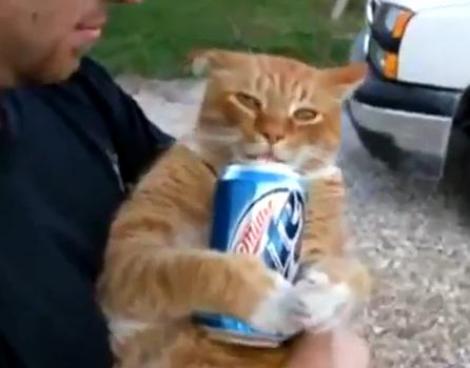 VIDEO! Vezi motanul care adora sa bea... BERE!