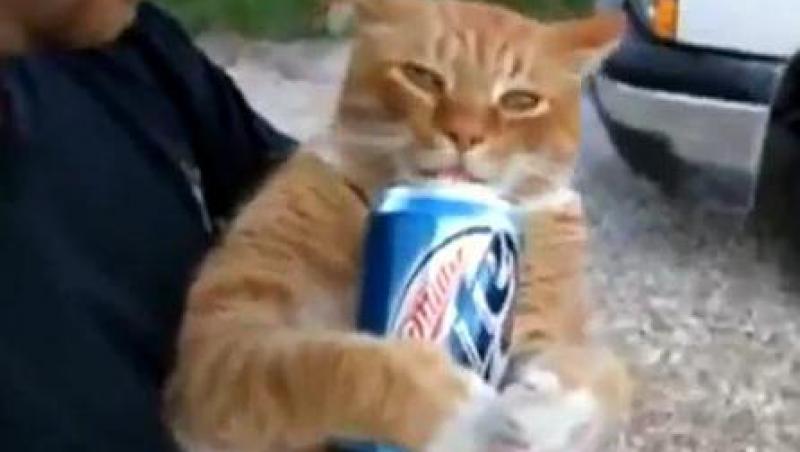 VIDEO! Vezi motanul care adora sa bea... BERE!