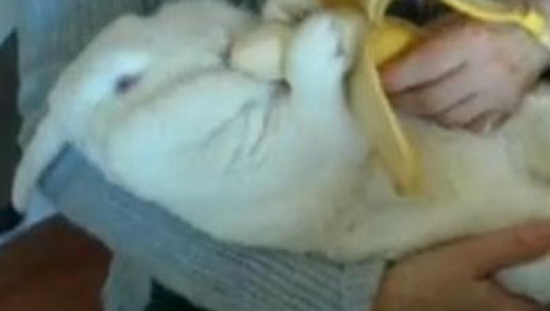VIDEO! Iepurasul hranit aidoma unui bebelus, cu banane!