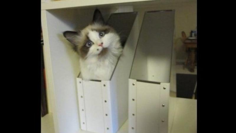 FOTO! Vezi cele mai funny fotografii cu pisici!