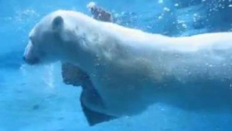 VIDEO! Un urs polar se joaca Baba-Oarba!