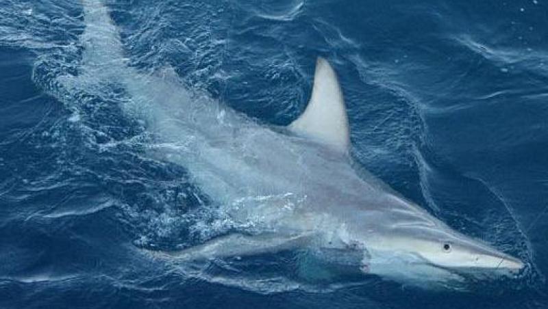 Primul rechin hibrid, descoperit in Australia