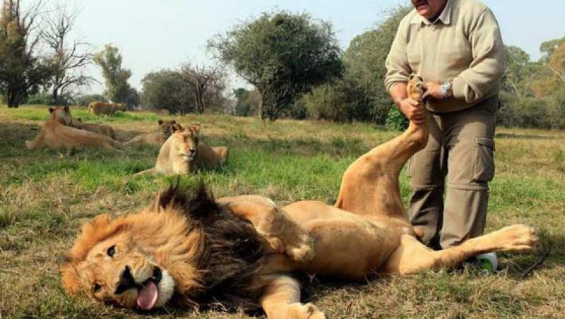 DE NECREZUT! Un leu adora masajul la picioare!