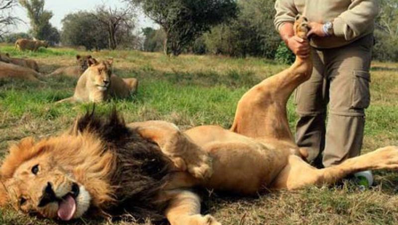 DE NECREZUT! Un leu adora masajul la picioare!