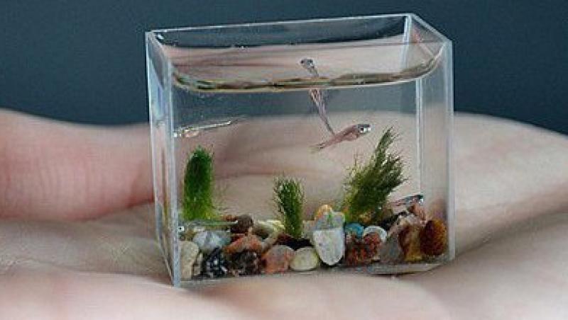 FOTO! Vezi cel mai mic acvariu din lume!
