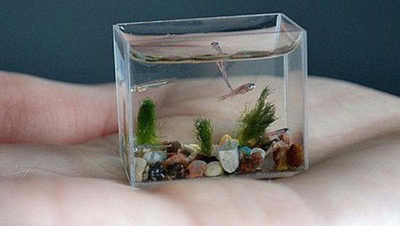 FOTO! Vezi cel mai mic acvariu din lume!