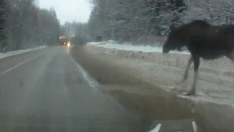 VIDEO! Un ren a scapat nevatamat dupa ce a fost lovit violent de o masina