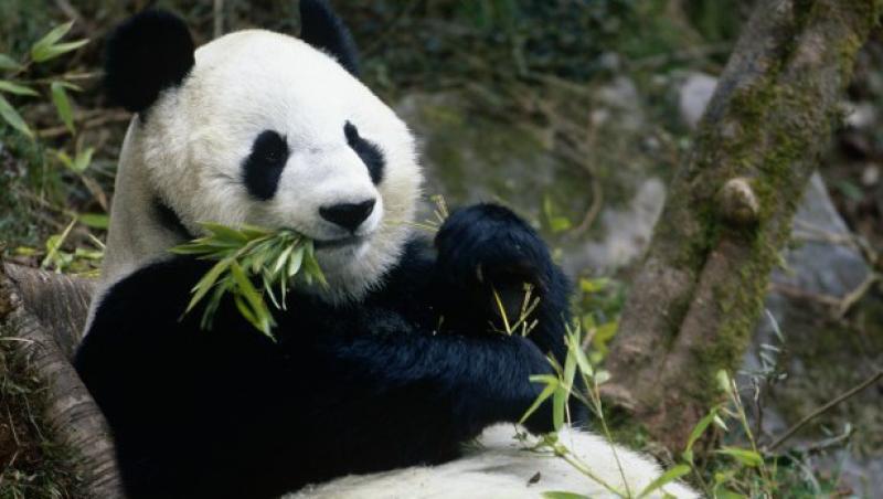 Ursii panda din Edinburgh, prea bolnavi pentru a fi vizitati