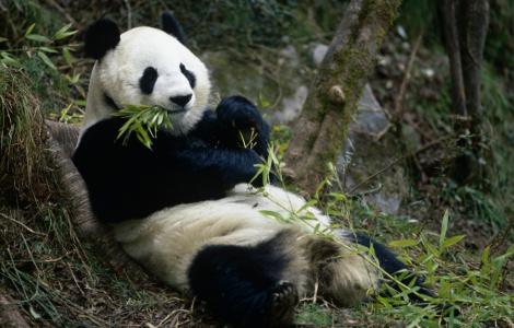 Ursii panda din Edinburgh, prea bolnavi pentru a fi vizitati
