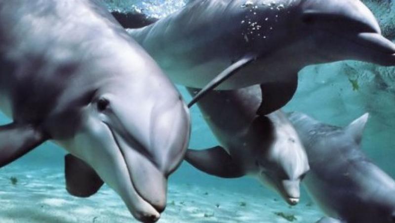 S-a demonstrat: Delfinii vorbesc in timp ce dorm
