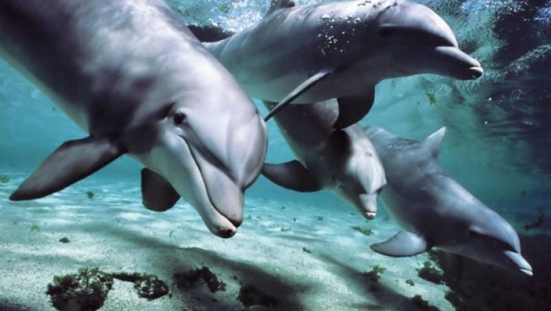 S-a demonstrat: Delfinii vorbesc in timp ce dorm