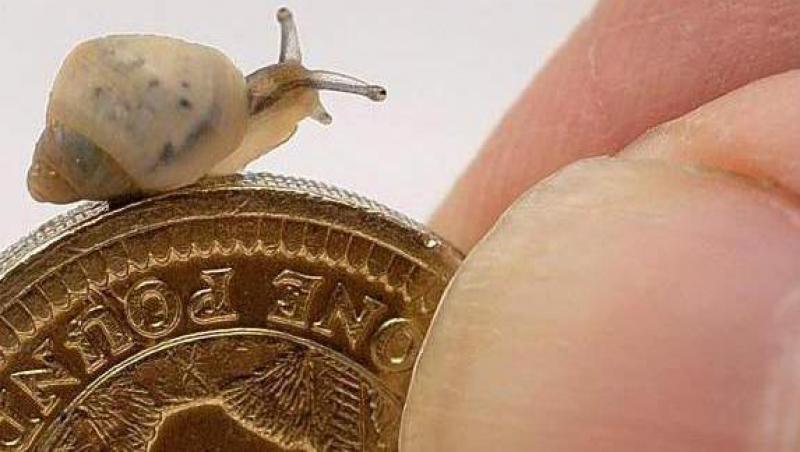 FOTO! Cei mai mici melci din lume, pe cale de disparitie!
