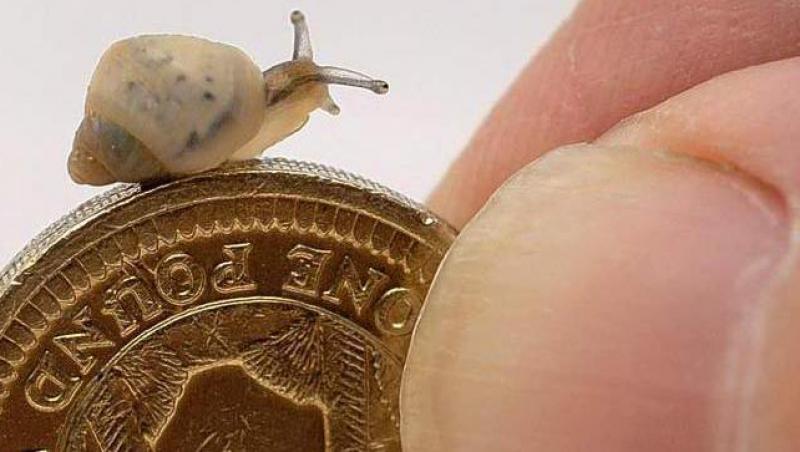FOTO! Cei mai mici melci din lume, pe cale de disparitie!