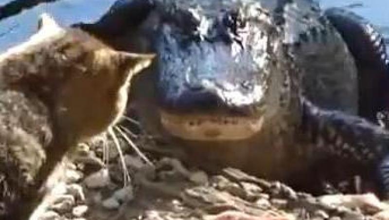 VIDEO! O pisica se bate cu un aligator pe mancare!