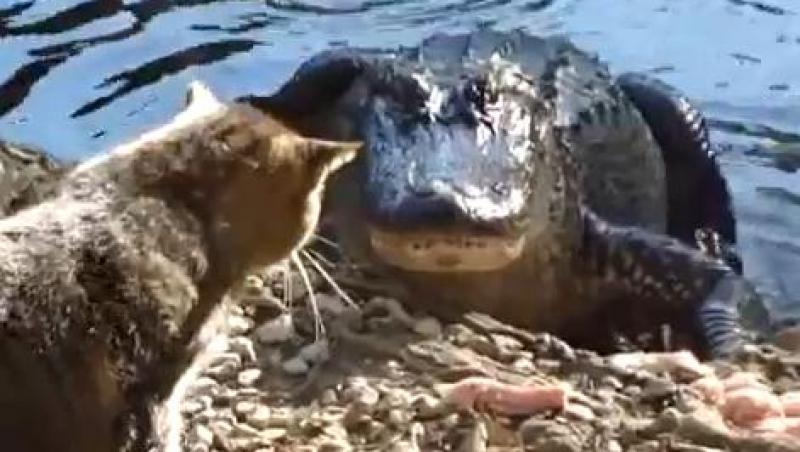 VIDEO! O pisica se bate cu un aligator pe mancare!