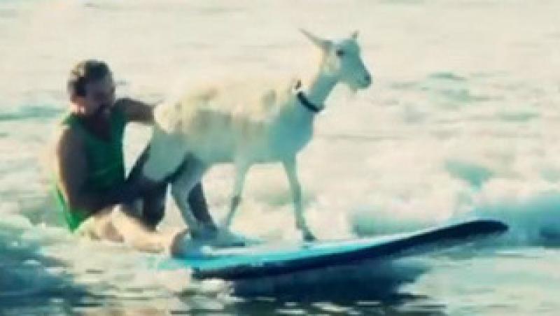 VIDEO! Vezi capra care face surf!