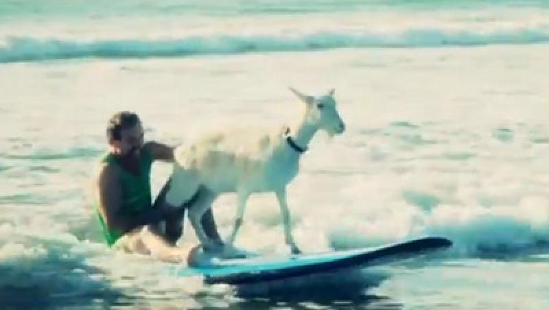 VIDEO! Vezi capra care face surf!