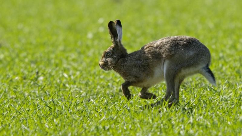 VIDEO! Suedia: Un iepure are grija de oile de la stana
