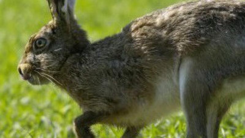 VIDEO! Suedia: Un iepure are grija de oile de la stana