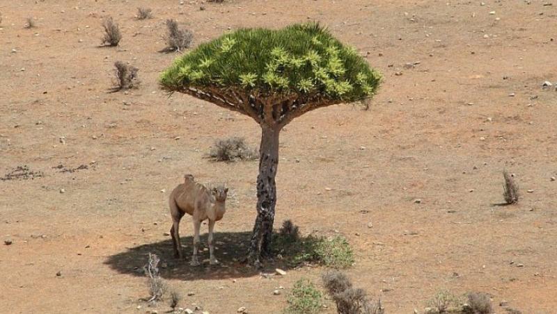 FOTO! O camila s-a adapostit de soarele desertului  la umbra unui copac extrem de rar