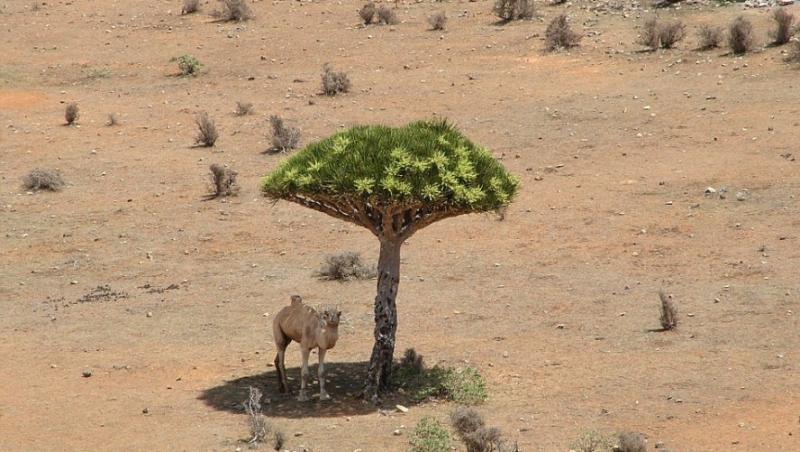 FOTO! O camila s-a adapostit de soarele desertului  la umbra unui copac extrem de rar
