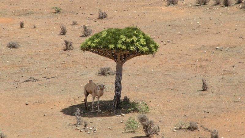 FOTO! O camila s-a adapostit de soarele desertului  la umbra unui copac extrem de rar