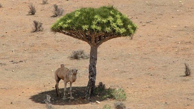 FOTO! O camila s-a adapostit de soarele desertului  la umbra unui copac extrem de rar
