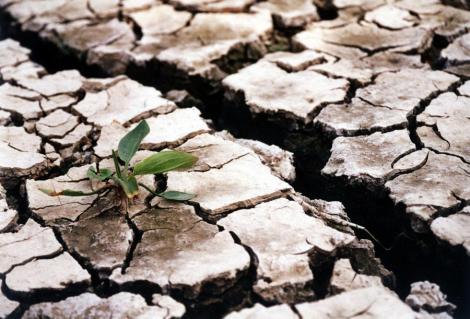 Seceta face ravagii in Botosani: Fantanile au secat, iar culturile agricole sunt "in stare critica"