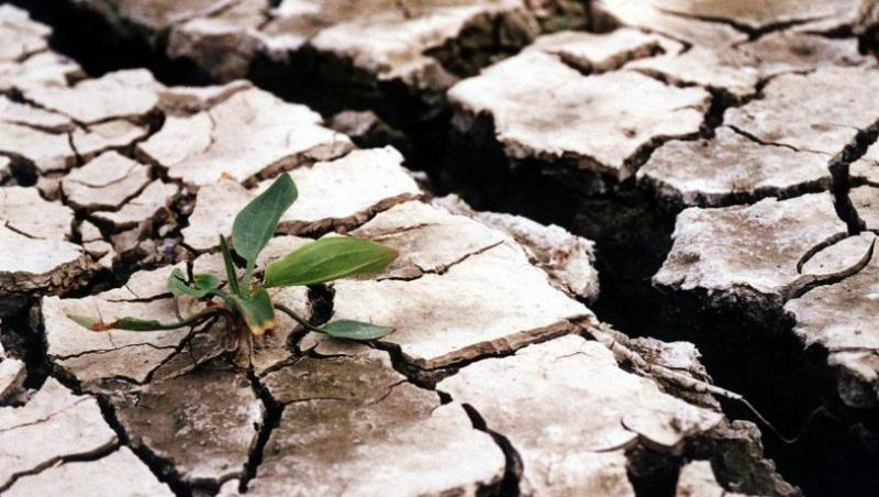 Seceta face ravagii in Botosani: Fantanile au secat, iar culturile agricole sunt 