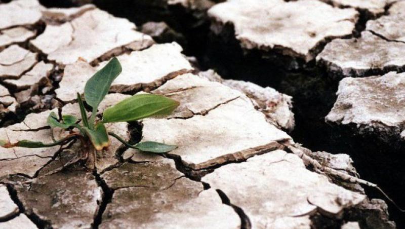 Seceta face ravagii in Botosani: Fantanile au secat, iar culturile agricole sunt 