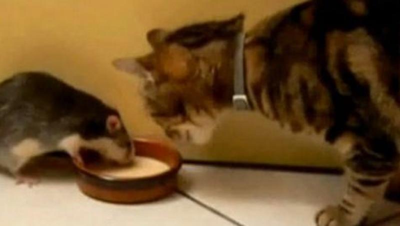 VIDEO! Sobolanul indraznet, care fura mancare de sub nasul pisicii