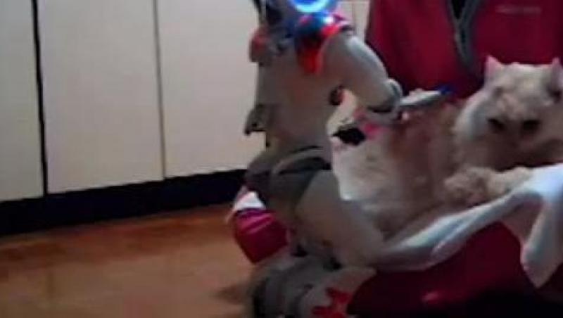 VIDEO! S-a inventat robotul pentru pisici cu blana frumoasa