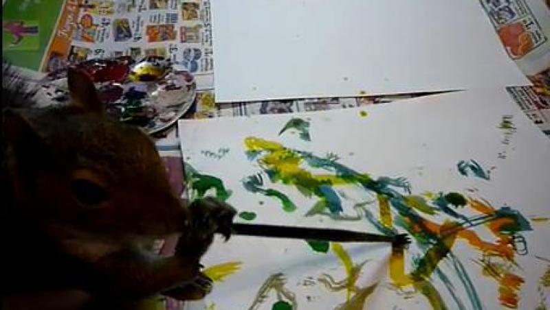 VIDEO! Vezi veverita care picteaza pe hartie!