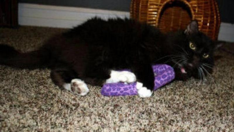 O pisica a supravietuit de doua ori eutanasierii
