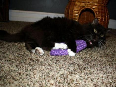 O pisica a supravietuit de doua ori eutanasierii