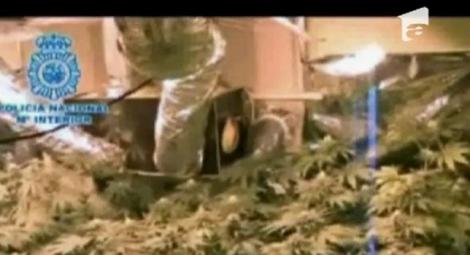 VIDEO! Sera de marijuana intr-un apartament din Spania