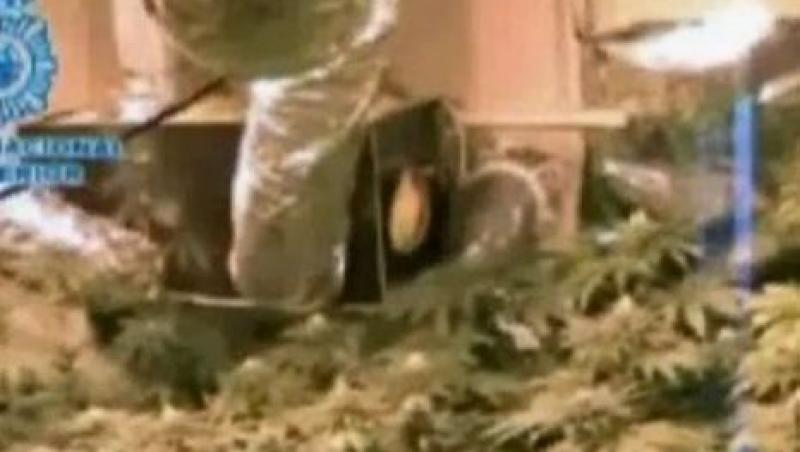 VIDEO! Sera de marijuana intr-un apartament din Spania