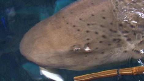 MIRACULOS: o femela rechin face pui FARA sa se imperecheze