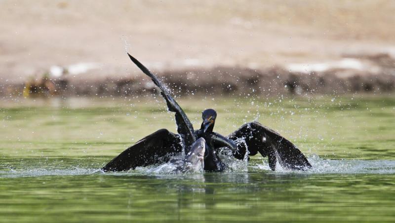FOTO! Vezi doi cormorani cum se bat pentru un peste!