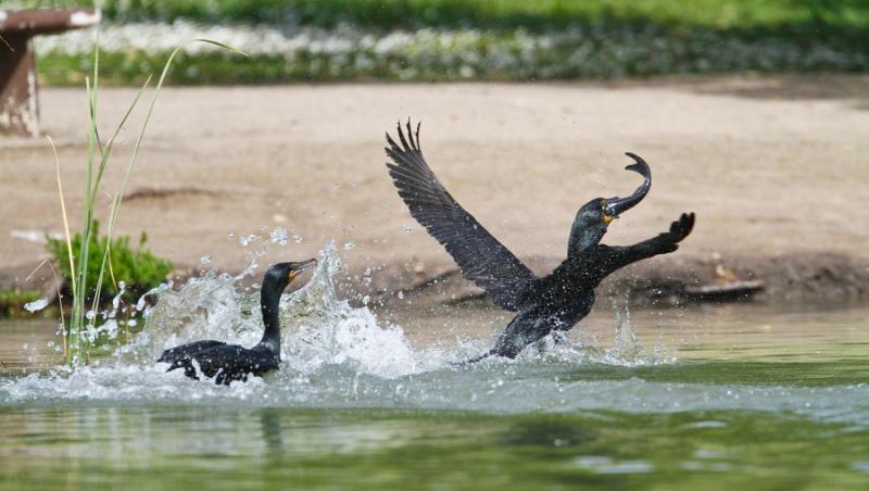 FOTO! Vezi doi cormorani cum se bat pentru un peste!