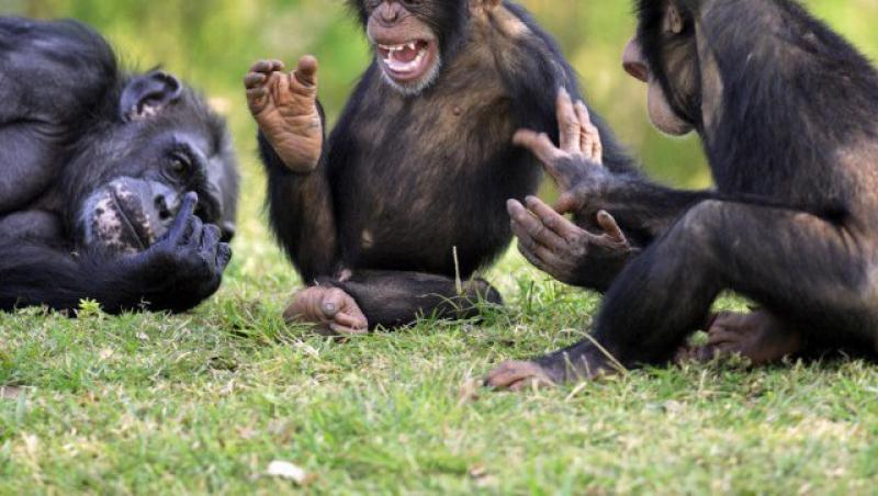 Studiu: Maimutele isi asuma riscuri la fel ca oamenii