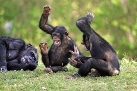 Studiu: Maimutele isi asuma riscuri la fel ca oamenii