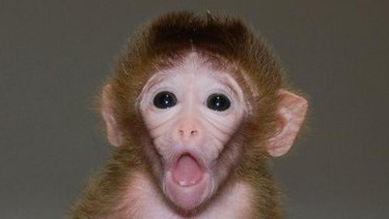 FOTO! S-au nascut primele maimute himere