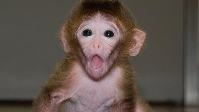FOTO! S-au nascut primele maimute himere
