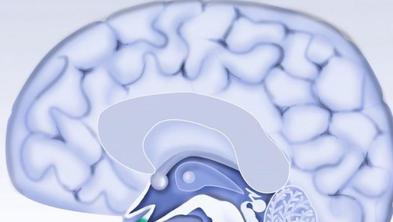 Deteriorarea creierului incepe la 40 de ani